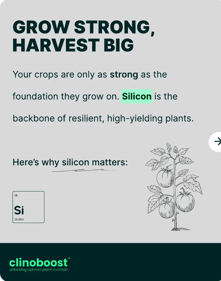 Clinoboost social post: grow strong, harvest big, and why silicon matters